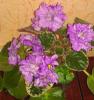 IMAG0948.jpg