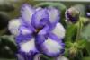 IMG_9345-1.JPG
